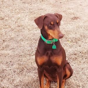 Meet your Posher, Blake